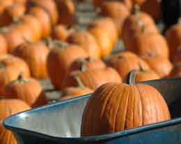 Pumkins